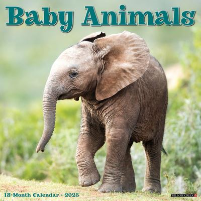 Baby Animals 2025 12 X 12 Wall Calendar - Willow Creek Press - Merchandise - Willow Creek Press Calendars - 9781549241529 - September 10, 2024