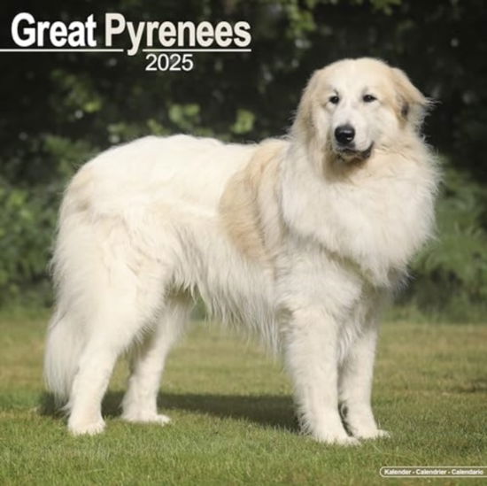 Cover for Great Pyrenees Calendar 2025 Square Dog Breed Wall Calendar - 16 Month (Calendar) (2024)