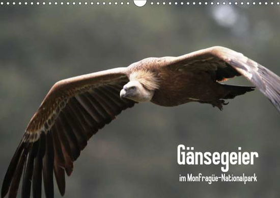 Gänsegeier im Monfragüe-Na - Schneeberger - Książki -  - 9783671638529 - 