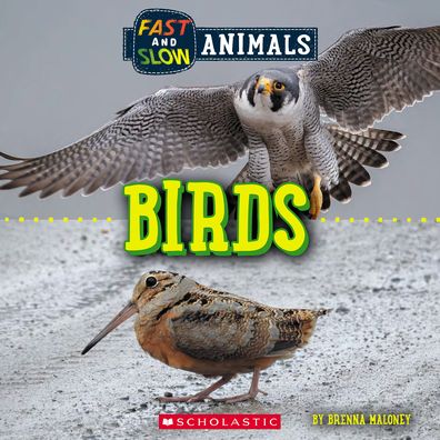 Cover for Brenna Maloney · Birds (Wild World: Fast and Slow Animals) - Wild World (Paperback Book) (2022)