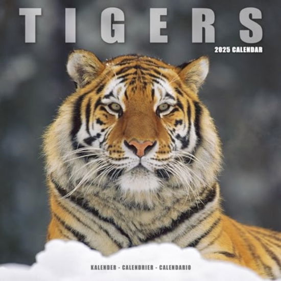 Tigers Calendar 2025 Square Wildlife Safari Big Cats Wall Calendar - 16 Month (Calendar) (2024)