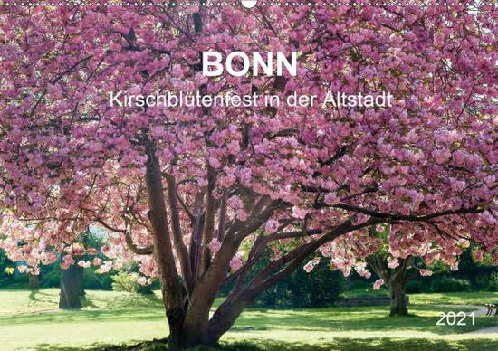 Cover for Reif · Bonn - Kirschblütenfest in der Alt (Book)