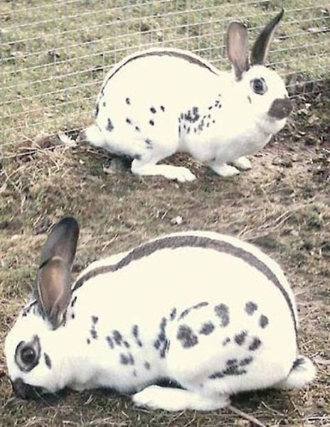 Cover for W F Roth · Rabbit and Cavy Culture (Taschenbuch) (2015)