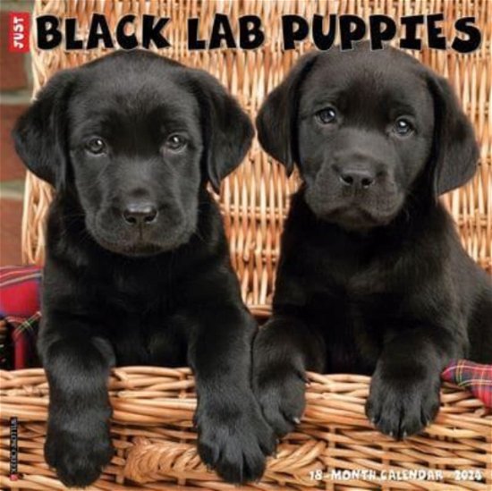 Cover for Willow Creek Press · Just Black Lab Puppies 2024 12 X 12 Wall Calendar (Kalender) (2023)