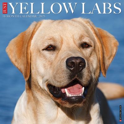 Cover for Wall · Cal 25 Yellow Labs 2025 Wall (Book) (2024)