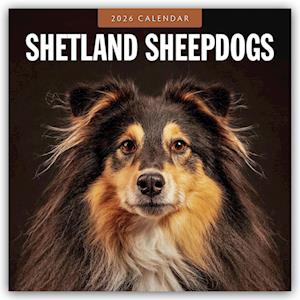 Cover for Red Robin · Shetland Sheepdogs 2026 Square Wall Calendar (Paperback Book) (2025)