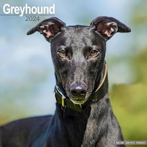 Greyhound Calendar 2024 Square Dog Breed Wall Calendar - 16 Month