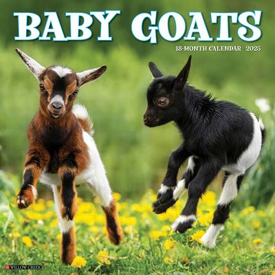 Willow Creek Press · Baby Goats 2025 12 X 12 Wall Calendar (Kalender) (2024)