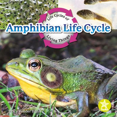 Cover for Tracy Vonder Brink · Amphibian Life Cycle (Book) (2022)