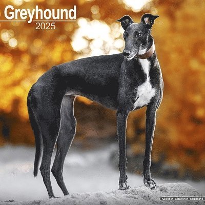 Cover for Greyhound Calendar 2025 Square Dog Breed Wall Calendar - 16 Month (Kalender) (2024)