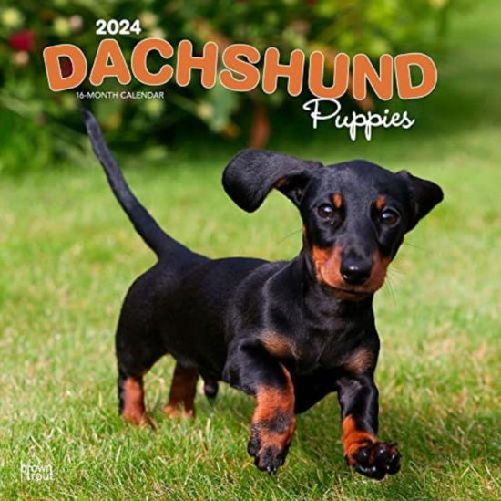 Cover for Dachshund Puppies 2024 Square (Paperback Book) (2023)