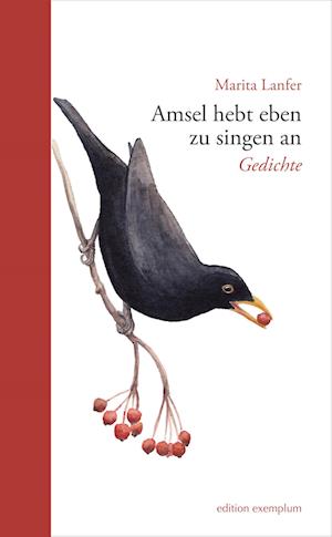 Cover for Lanfer Marita · Amsel hebt eben zu singen an (Book) (2023)