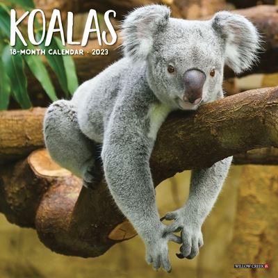 Cover for Willow Creek Press · Koala Bears 2023 Mini Wall Calendar (Book) (2022)