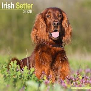 Cover for Irish Setter Calendar 2026  Square Dog Breed Wall Calendar - 16 Month (Calendar) (2025)