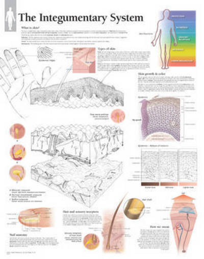 Cover for Scientific Publishing · Integumentary System Laminated Poster (Poster) (2015)