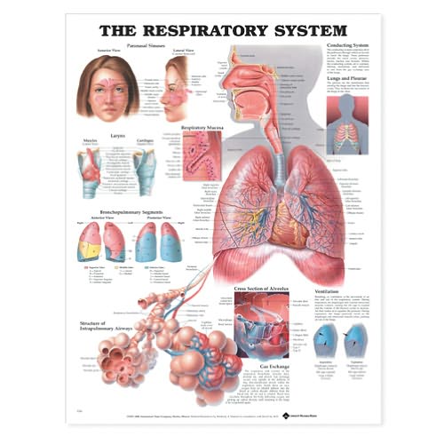 Cover for Anatomical Chart Com · The Respiratory System Anatomical Chart (Map) (2000)