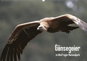 Gänsegeier im Monfragüe-Na - Schneeberger - Książki -  - 9783670522539 - 