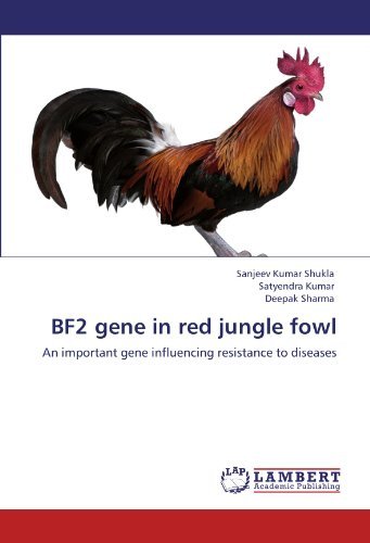Cover for Deepak Sharma · Bf2 Gene in Red Jungle Fowl: an Important Gene Influencing Resistance to Diseases (Paperback Bog) (2012)