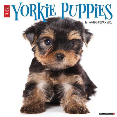 Cover for Willow Creek Press · Just Yorkie Puppies 2025 12 X 12 Wall Calendar (Kalender) (2024)