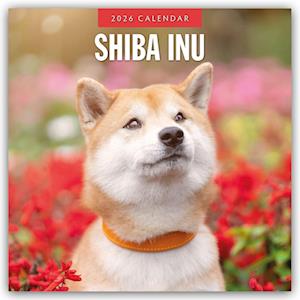 Cover for Red Robin · Shiba Inu 2026 Square Wall Calendar (Paperback Book) (2025)