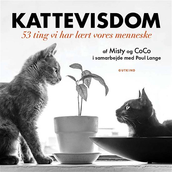 Cover for Misty &amp; CoCo (med Poul Lange) · Kattevisdom (Bound Book) [1. Painos] (2022)