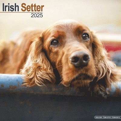 Cover for Irish Setter Calendar 2025 Square Dog Breed Wall Calendar - 16 Month (Kalender) (2024)