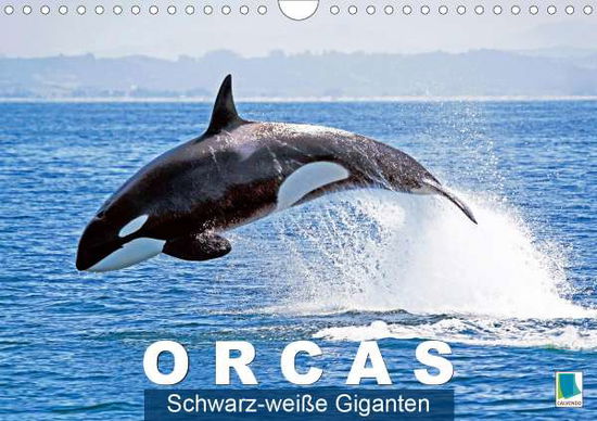 Schwarz-weiße Giganten (Wandkale - Orcas - Książki -  - 9783670565543 - 