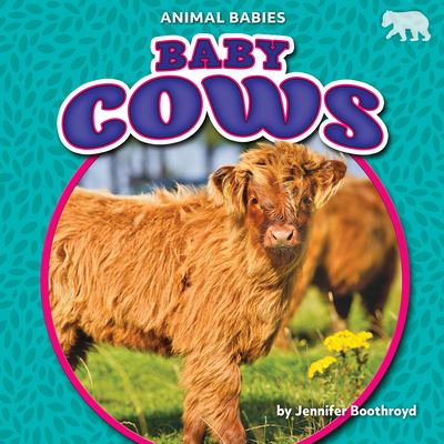 Cover for Jennifer Boothroyd · Baby Cows (Hardcover Book) (2022)