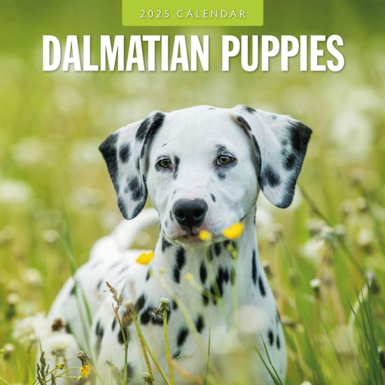 Cover for Red Robin · Dalmatian Puppies 2025 Square Wall Calendar (Taschenbuch) (2024)