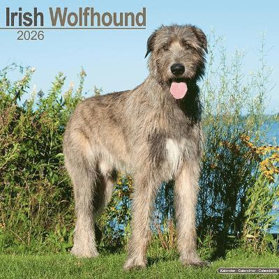 Cover for Irish Wolfhound Calendar 2026  Square Dog Breed Wall Calendar - 16 Month (Calendar) (2025)