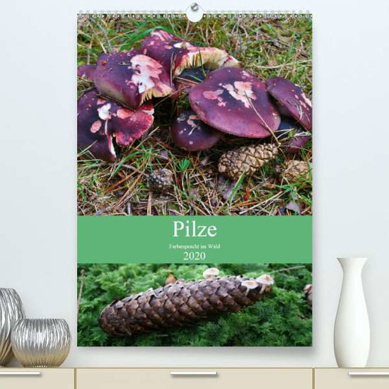 Cover for Barden · Pilze - Farbenpracht im Wald (Pr (Book)