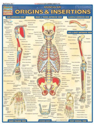 Muscular Origins & Insertions (Quickstudy: Academic) - Inc. Barcharts - Books - QuickStudy - 9781572227545 - February 28, 2003