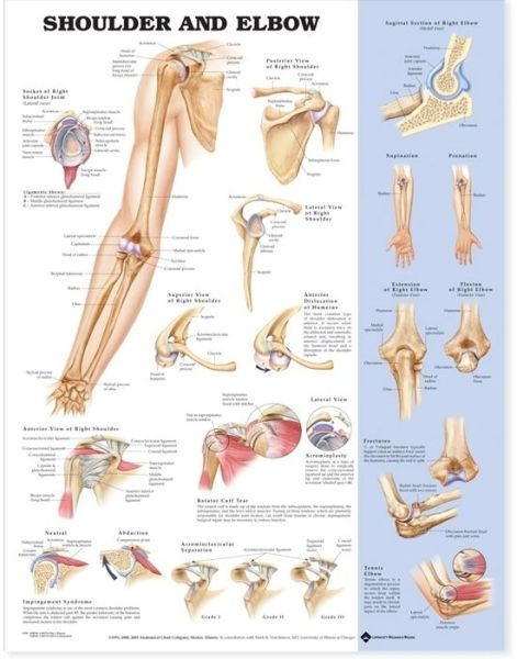 Cover for Anatomical Chart Com · Shoulder and Elbow Anatomical Chart (Landkarten) [New edition] (2002)