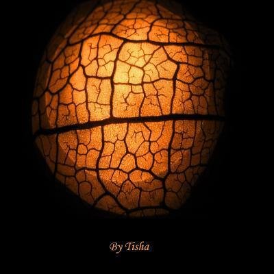 Cover for Tisha · The Shorstors A Collection of Musings (Paperback Book) (2016)