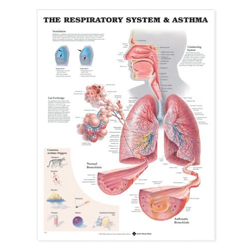 Cover for Acc 9766pu · The Respiratory System Anatomical Chart (Map) (2000)