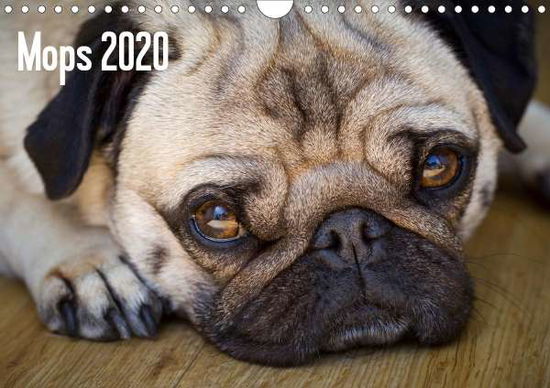 Mops 2020 (Wandkalender 2020 D - Zoellner - Books -  - 9783670382546 - 