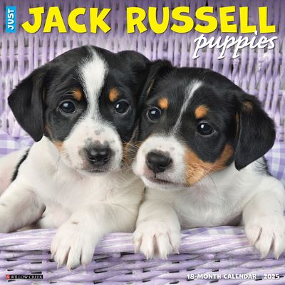 Just Jack Russell Puppies 2025 12 X 12 Wall Calendar - Willow Creek Press - Merchandise - Willow Creek Press Calendars - 9781549243547 - September 10, 2024