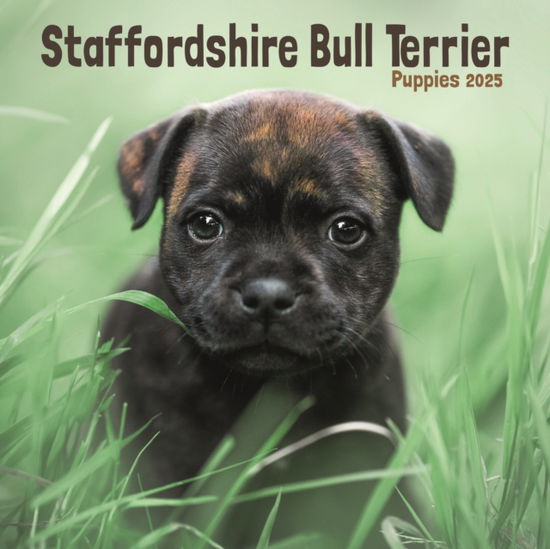 Cover for Avonside Publishing Ltd · Staffordshire Bull Terrier Puppies Square Mini Calendar 2025 (Paperback Book) (2024)