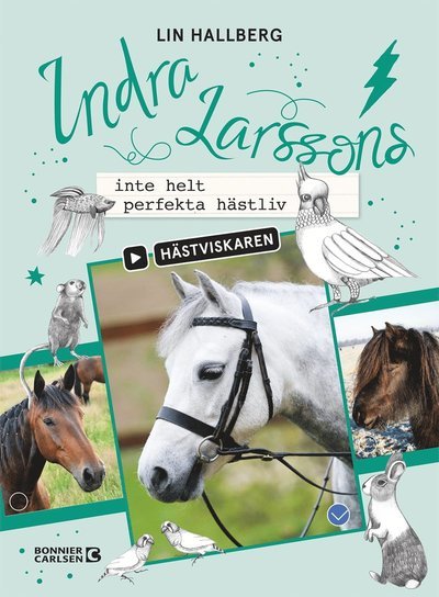 Cover for Lin Hallberg · Hästviskaren: Indra Larssons inte helt perfekta hästliv (Kort) (2019)