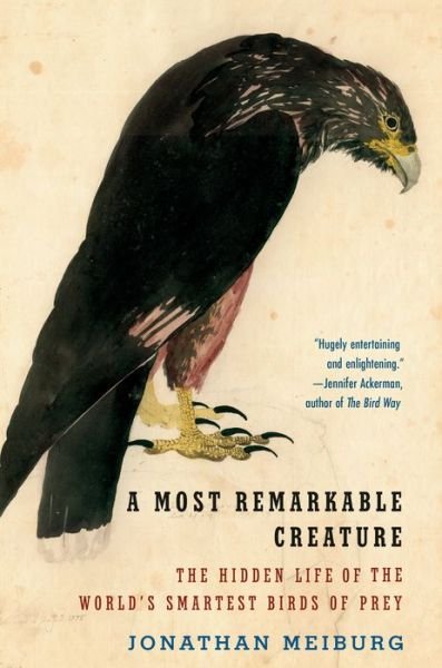 Cover for Jonathan Meiburg · A Most Remarkable Creature: The Hidden Life of the World's Smartest Birds of Prey (Taschenbuch) (2022)