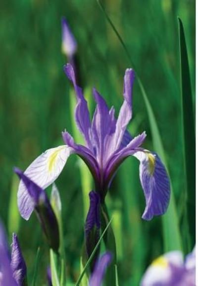 Cover for Jordan Wunderlich · Wild Blue Iris Journal (Gebundenes Buch) (2018)