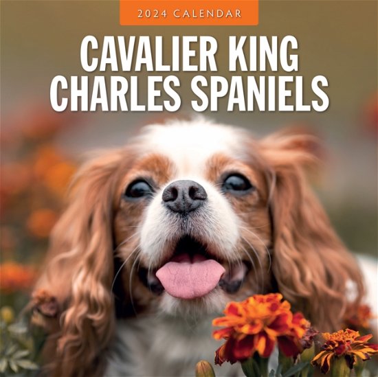 Cover for Red Robin Publishing Ltd. · Cavalier King Charles Spaniels 2024 Square Wall Calendar (Paperback Book) (2023)
