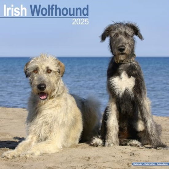 Cover for Irish Wolfhound Calendar 2025  Square Dog Breed Wall Calendar - 16 Month (Calendar) (2024)