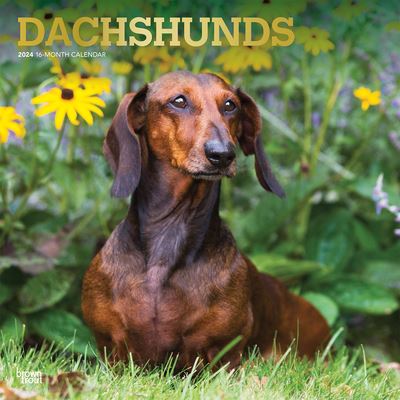 Cover for Dachshunds 2024 Square Foil (Paperback Book) (2023)