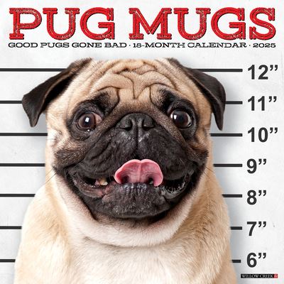 Willow Creek Press · Pug Mugs 2025 12 X 12 Wall Calendar (Kalender) (2024)