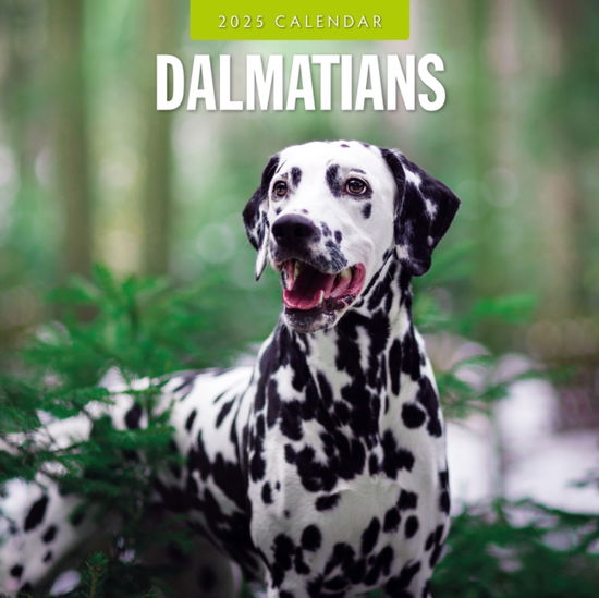 Cover for Red Robin · Dalmatians 2025 Square Wall Calendar (Paperback Book) (2024)