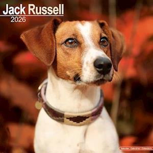Cover for Jack Russell Calendar 2026  Square Dog Breed Wall Calendar - 16 Month (Calendar) (2025)