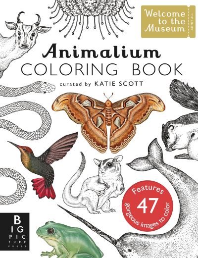 Animalium Coloring Book - Jenny Broom - Books - Big Picture Press - 9780763695552 - September 19, 2017