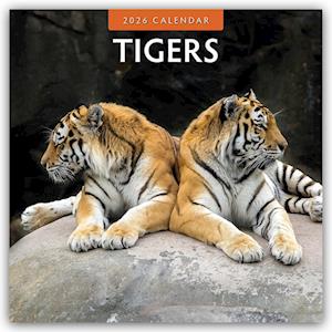 Cover for Red Robin · Tigers 2026 Square Wall Calendar (Paperback Book) (2025)