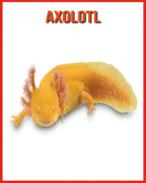 Cover for Annie Nichols · Axolotl (Paperback Book) (2021)